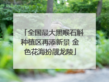 全国最大黑喉石斛种植区再添新景 金色花海扮靓龙陵